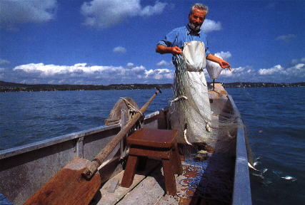 Datei:Seesaiblingfischen.jpg