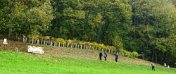 Weingartenanlage in Unterach.jpg