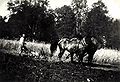 Das Pflügen mit Pferden dauerte 1940 viele Wochen; 50 Jahre später mit Traktoren nur mehr wenige Stunden