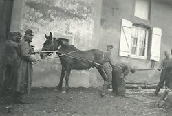 FeldpostPferd1941.jpg
