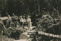Das Aufarbeiten von Windwurfholz, hier 1951, war mit besonderen Gefahren verbunden. Die zersplitterten Baumstämme erlitten dazu eine starke Wertminderung