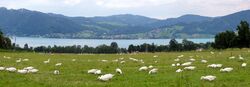 Attersee mit Gänseweide.JPG