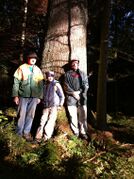 Johann Eicher mit Riesenfichte