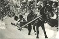 Holzbringung mit Pferden oder Ochsen um 1950