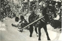 HolzbringungPferd1950.jpg