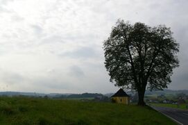 Naturdenkmale - Kapellenlinde Koberg