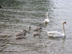 Schwanenfamilie auf hoher See