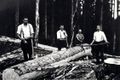 Waldarbeit 1930 – im Sommer wurden die Bäume geschlägert und im Winter zu Tal gebracht