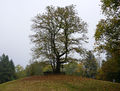 Jubiläumsbaum in Unterach