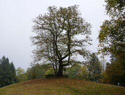 Jubiläumsbaum in Unterach.jpg