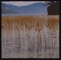 Zwach 2019 2 18 Reinhold Mittendorfer Insel im See.JPG