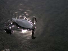 Schwanensee