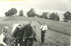 Feldarbeit1950.JPG