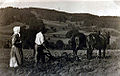 Pflügen mit Pferden 1920